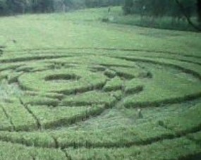 \Lingkaran UFO\ di Sleman Tempati 7 Petak Sawah Siap Panen \Lingkaran UFO\ di Sleman Tempati 7 Petak Sawah Siap Panen