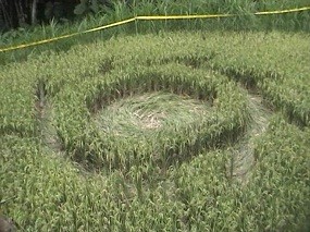 Crop Circle Muncul di Pesawahan di Magelang Crop Circle Muncul di Pesawahan di Magelang