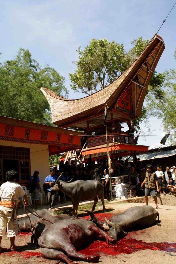 Buffalo-Slaughtered Buffalo-Slaughtered