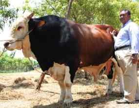 Sapi Simental Untuk Kurban yang Dibeli SBY