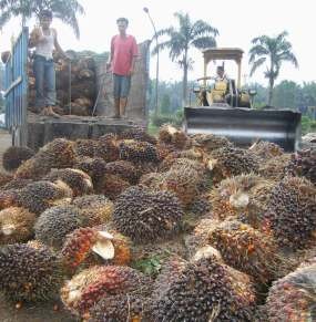 Dahlan Iskan Minta BUMN Perkebunan Borong Lahan Malaysia Dahlan Iskan Minta BUMN Perkebunan Borong Lahan Malaysia