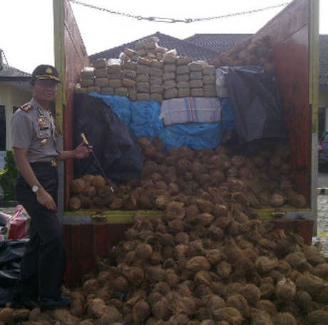 Penyelundupan 3,5 Ton Ganja Ditutupi Kelapa Digagalkan Penyelundupan 3,5 Ton Ganja Ditutupi Kelapa Digagalkan