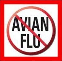 Terjangkit Flu Burung, Bocah 12 Tahun di Bali Meninggal Dunia Terjangkit Flu Burung, Bocah 12 Tahun di Bali Meninggal Dunia