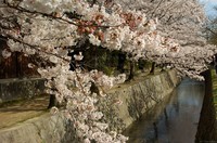 Jajaran pohon Sakura di Philosophers Path (digital.images.net) Jajaran pohon Sakura di Philosophers Path (digital.images.net)