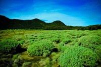 Tegal Alun, Gunung Papandayan (Ambo Arphegio/ dTraveler) Tegal Alun, Gunung Papandayan (Ambo Arphegio/ dTraveler)