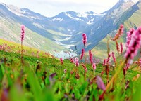 Keindahan Valley of Flowers (wayfaring.info) Keindahan Valley of Flowers (wayfaring.info)