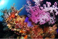 Alam bawah laut Pulau Maratua (sumber: maratua.com) Alam bawah laut Pulau Maratua (sumber: maratua.com)