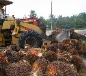 Lonsum Bagi Dividen Rp 682 Miliar Lonsum Bagi Dividen Rp 682 Miliar