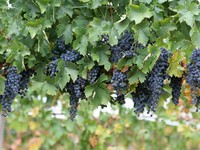 Kebun Anggur Indico (bali.panduanwisata.com) Kebun Anggur Indico (bali.panduanwisata.com)