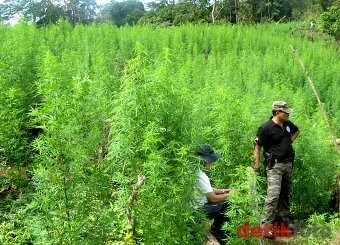 Gara-gara 2 Linting Ganja, Halimah Dibui 4 Tahun & Denda Rp 800 Juta Gara-gara 2 Linting Ganja, Halimah Dibui 4 Tahun & Denda Rp 800 Juta