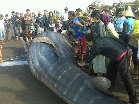 Hiu Paus yang Terdampar di Bantul akan Diawetkan Hiu Paus yang Terdampar di Bantul akan Diawetkan