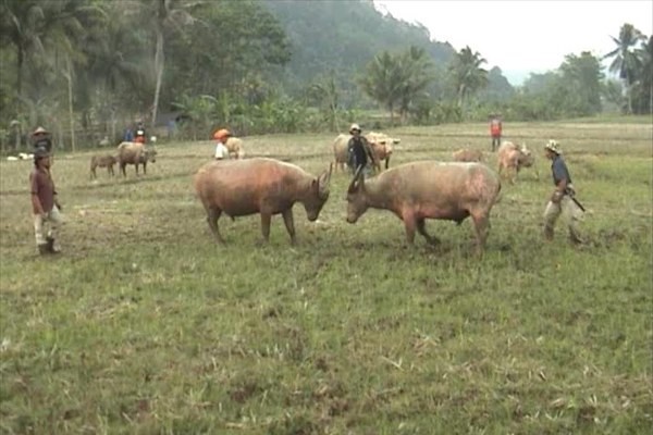 Kerbau bule saling beradu tanduk (Rafik/detikTravel) Kerbau bule saling beradu tanduk (Rafik/detikTravel)