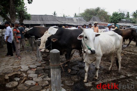 Warga Turki Sumbang 33 Ekor Sapi ke Istiqlal, 7 Tak Layak Kurban Warga Turki Sumbang 33 Ekor Sapi ke Istiqlal, 7 Tak Layak Kurban