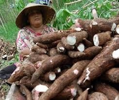 Singkong Bisa Ditanam Sepanjang Tahun, Tak Ada Alasan RI Impor Singkong Bisa Ditanam Sepanjang Tahun, Tak Ada Alasan RI Impor