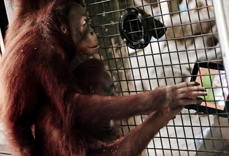 Orang Utan dengan iPad (Tom Pandi/Toronto Zoo) Orang Utan dengan iPad (Tom Pandi/Toronto Zoo)