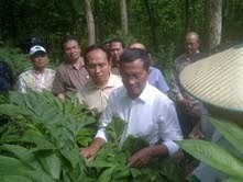 Ini Mainan Baru Dahlan Iskan, Dorong Bisnis Tanaman Porang Ini Mainan Baru Dahlan Iskan, Dorong Bisnis Tanaman Porang