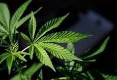 Kepergok Bawa 2 Kg Ganja, Pemuda Ini Mengaku untuk Oleh-Oleh Kepergok Bawa 2 Kg Ganja, Pemuda Ini Mengaku untuk Oleh-Oleh