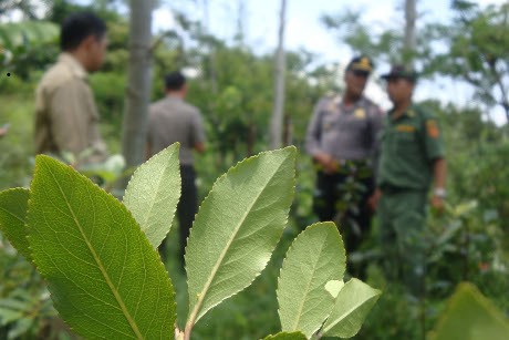 Tanaman Mirip Ghat \Chatinone\ 2 Ha di Baturaden Digaris Polisi Tanaman Mirip Ghat \Chatinone\ 2 Ha di Baturaden Digaris Polisi