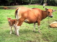 Kisah Peternak Sapi AS yang Merana Akibat RI Hentikan Impor Daging Kisah Peternak Sapi AS yang Merana Akibat RI Hentikan Impor Daging