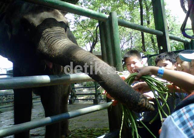 Tak Ada Izin Pemeliharaan, 3 Gajah Disita dari Taman Waduk Gajah Mungkur Tak Ada Izin Pemeliharaan, 3 Gajah Disita dari Taman Waduk Gajah Mungkur