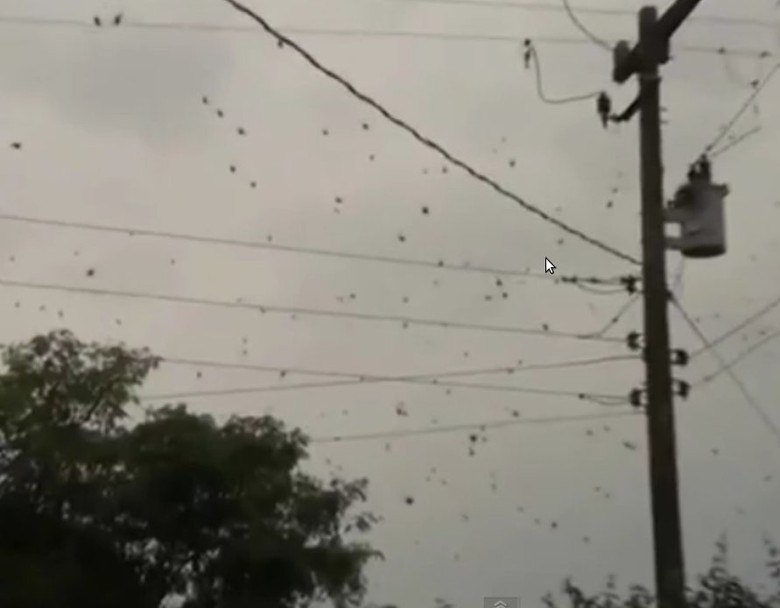 Laba-laba hitam yang memenuhi langit (youtube) Laba-laba hitam yang memenuhi langit (youtube)