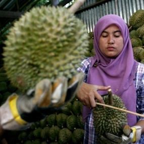 Dukung Buah Lokal, Yuk Berbisnis Kebun Durian Dukung Buah Lokal, Yuk Berbisnis Kebun Durian