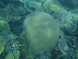 Kondisi Ekosistem Terumbu Karang di Kepulauan Seribu Memprihatinkan Kondisi Ekosistem Terumbu Karang di Kepulauan Seribu Memprihatinkan