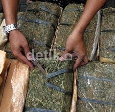 Pesta Ganja di Pulau Seribu, 15 Wisatawan Ditangkap Polisi Pesta Ganja di Pulau Seribu, 15 Wisatawan Ditangkap Polisi