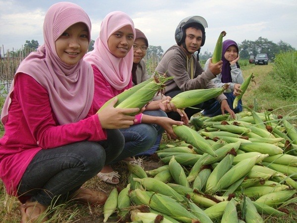 UGM Gandeng Perusahaan Benih Kembangkan Jagung Manis Hibrida UGM Gandeng Perusahaan Benih Kembangkan Jagung Manis Hibrida