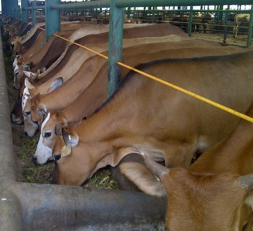 Bulog akan Impor Daging Sapi, Importir dan Feedloter Was-was Bulog akan Impor Daging Sapi, Importir dan Feedloter Was-was