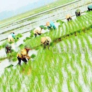 30 Juta Hektar Lahan Potensial di Indonesia Menganggur 30 Juta Hektar Lahan Potensial di Indonesia Menganggur