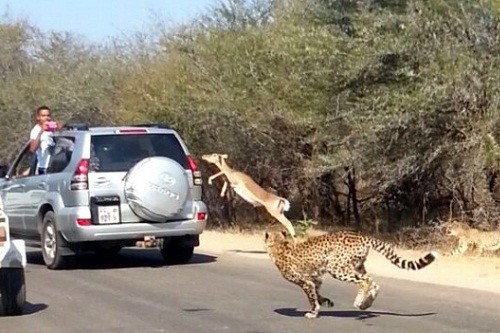 Dikejar Cheetah, Seekor Impala Lompat ke Mobil Turis