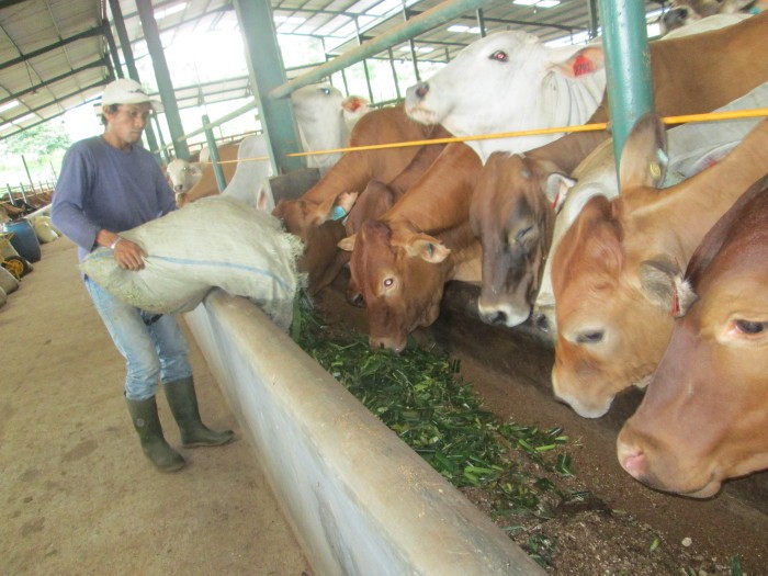 Jelang Lebaran, Harga Daging Sapi di Bandung Sudah Merosot Jelang Lebaran, Harga Daging Sapi di Bandung Sudah Merosot