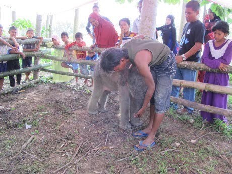 4 Gajah Tewas di Aceh, Wakapolri Dukung Lahirnya Komnas Perlindungan Hewan 4 Gajah Tewas di Aceh, Wakapolri Dukung Lahirnya Komnas Perlindungan Hewan