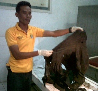 Diseret dengan Motor, Baju dan Celana Sisca Yofie Robek Diseret dengan Motor, Baju dan Celana Sisca Yofie Robek
