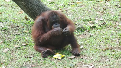 Abaikan Larangan, Pengunjung Tetap Lempari Orang Utan dengan Kacang Abaikan Larangan, Pengunjung Tetap Lempari Orang Utan dengan Kacang