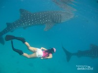 Berenang dan berdekatan bersama Whale Shark Berenang dan berdekatan bersama Whale Shark