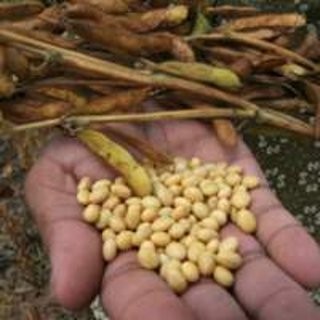Petani Kedelai Bisa Untung Rp 10 Juta/Hektar, Ini Syaratnya Petani Kedelai Bisa Untung Rp 10 Juta/Hektar, Ini Syaratnya