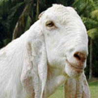 Polisi Selidiki Kematian Kambing di Banyuwangi yang Misterius Polisi Selidiki Kematian Kambing di Banyuwangi yang Misterius