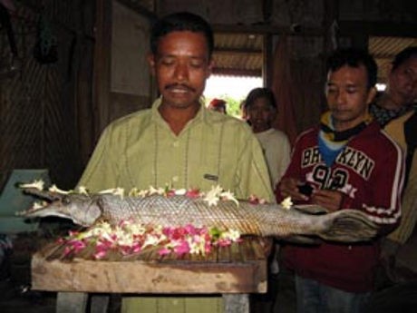 Ikan Aligator Berkeliaran di Waduk Jatiluhur Ikan Aligator Berkeliaran di Waduk Jatiluhur