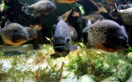 Ikan Piranha Dilaporkan Lepas di Waduk Cirata Ikan Piranha Dilaporkan Lepas di Waduk Cirata