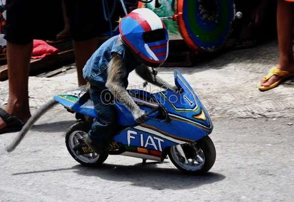 Stop Pertunjukan Topeng Monyet! Stop Pertunjukan Topeng Monyet!