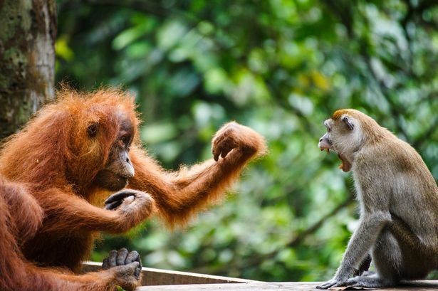Induk betina orangutan memberikan tinju ke monyet ekor panjang (Ryan Deboodt/Mirror) Induk betina orangutan memberikan tinju ke monyet ekor panjang (Ryan Deboodt/Mirror)