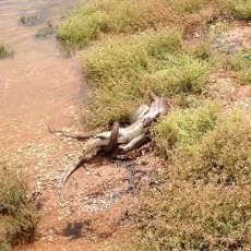 Wuih! Ular di Australia Telan Buaya Utuh-utuh Wuih! Ular di Australia Telan Buaya Utuh-utuh