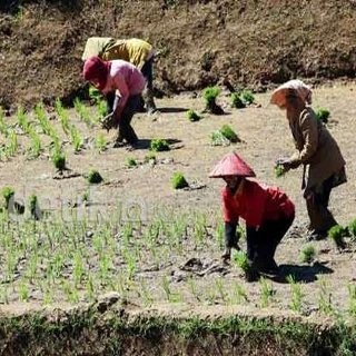 Indonesia Harusnya Bisa Jadi Raja Pertanian Dunia Indonesia Harusnya Bisa Jadi Raja Pertanian Dunia
