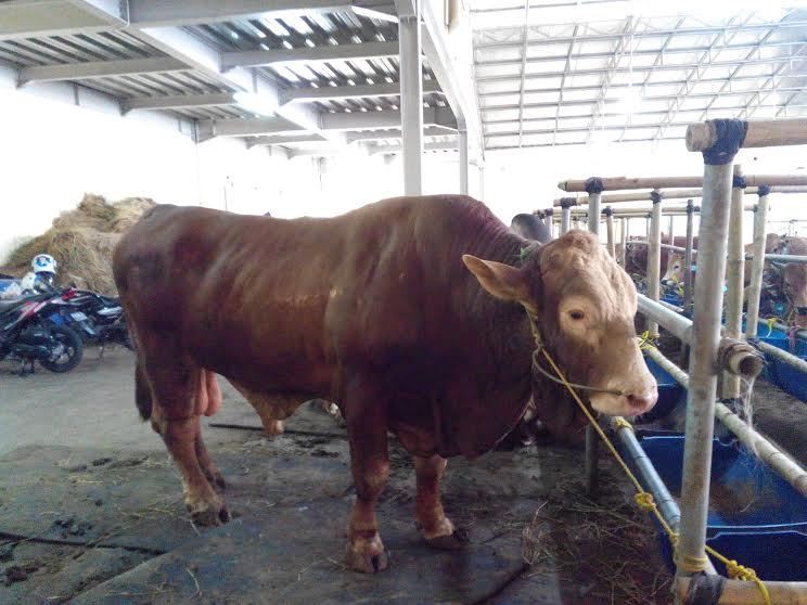 Gaya SPG Cantik Jualan Sapi Qurban di Depok