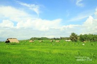Hamparan sawah Hamparan sawah