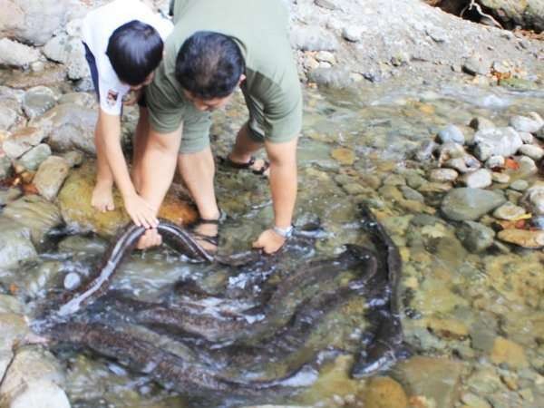 Benih Ikan Ular Sidat Bisa Laku Rp 60 Juta/Kg di Jepang Benih Ikan Ular Sidat Bisa Laku Rp 60 Juta/Kg di Jepang
