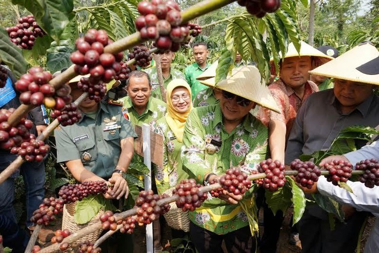 Kenalkan Kapiten, Kopi Khas Kabupaten Pasuruan Kenalkan Kapiten, Kopi Khas Kabupaten Pasuruan