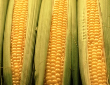 Pemerintah Siapkan Aturan untuk Bulog Jadi Importir Tunggal Jagung Pemerintah Siapkan Aturan untuk Bulog Jadi Importir Tunggal Jagung